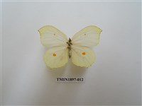 藏品(臺灣鉤粉蝶)的圖片